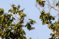 _india_18nov2023_kanha52_small.jpg