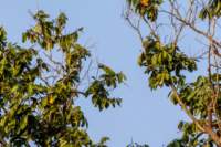 _india_18nov2023_kanha53_small.jpg