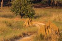 _india_18nov2023_kanha54_small.jpg