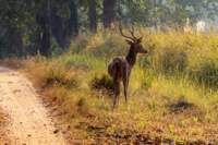 _india_18nov2023_kanha55_small.jpg