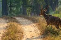 _india_18nov2023_kanha56_small.jpg