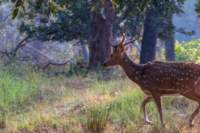_india_18nov2023_kanha57_small.jpg