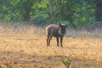 _india_18nov2023_kanha58_small.jpg