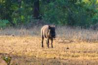 _india_18nov2023_kanha59_small.jpg