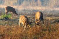_india_18nov2023_kanha5_small.jpg