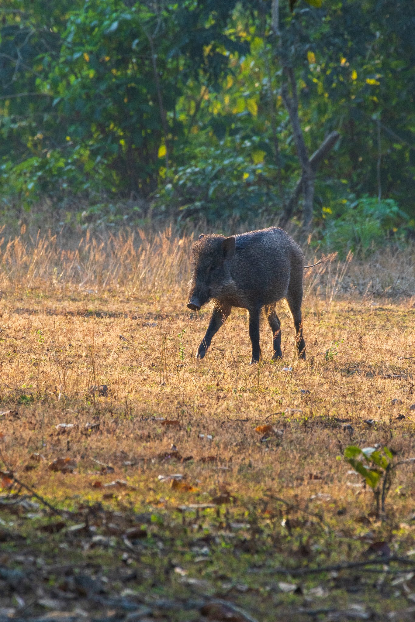 _india_18nov2023_kanha60.jpg