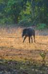 _india_18nov2023_kanha60_small.jpg
