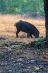 _india_18nov2023_kanha61_small.jpg