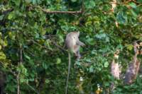 _india_18nov2023_kanha62_small.jpg