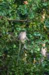 _india_18nov2023_kanha64_small.jpg
