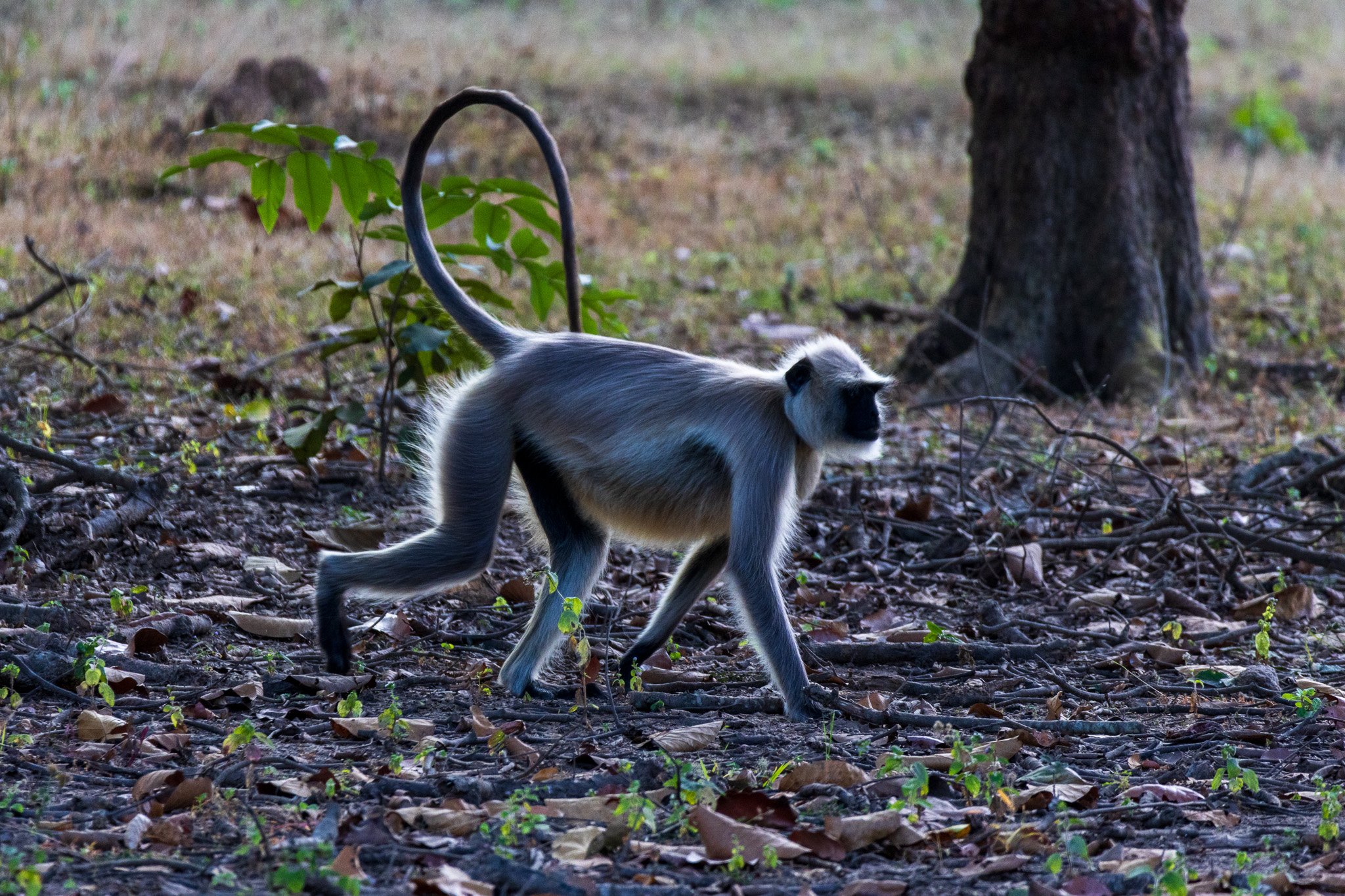 _india_18nov2023_kanha65.jpg