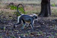 _india_18nov2023_kanha65_small.jpg