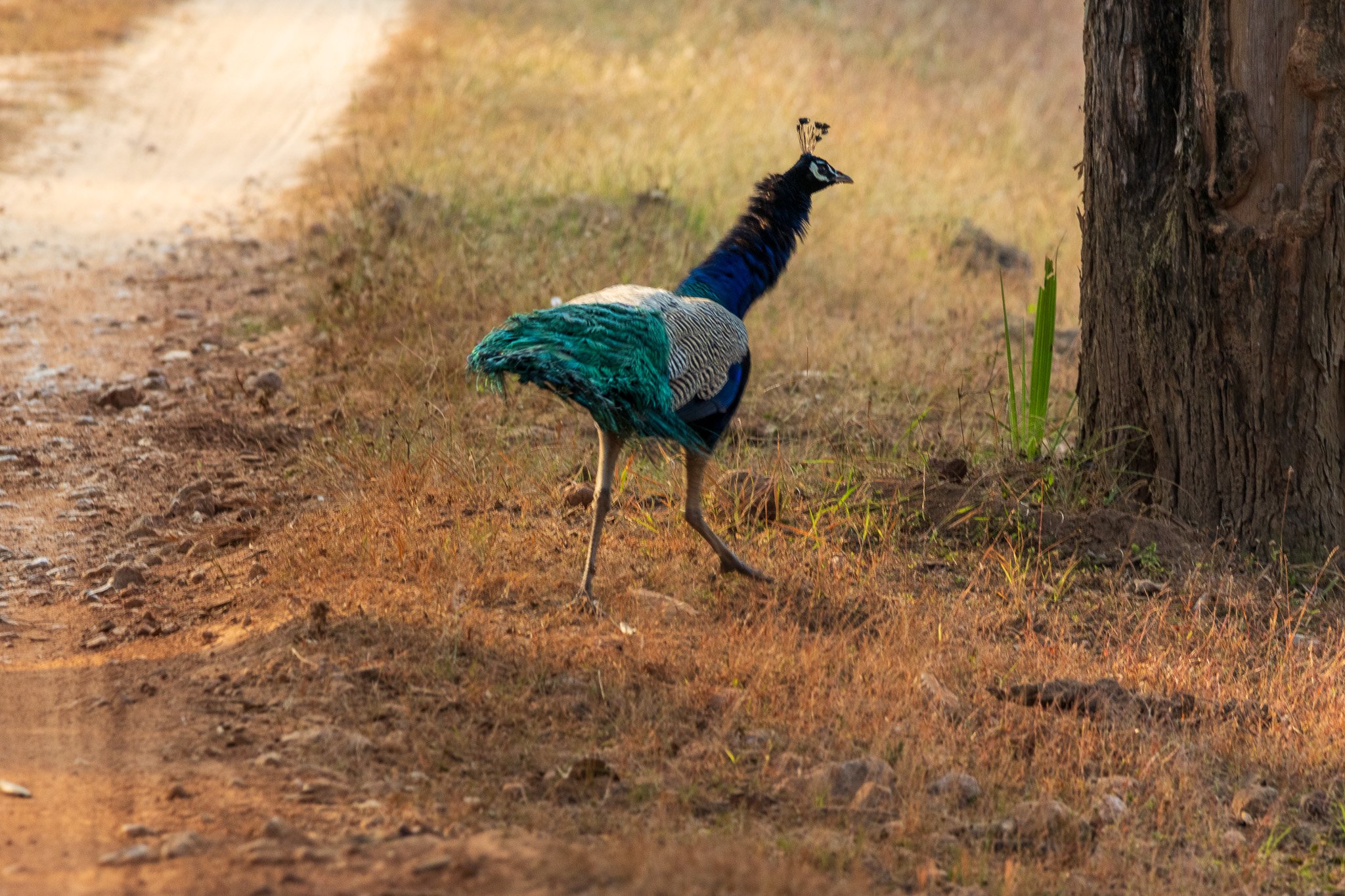 _india_18nov2023_kanha67.jpg