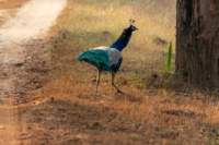 _india_18nov2023_kanha67_small.jpg