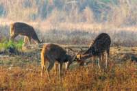 _india_18nov2023_kanha6_small.jpg
