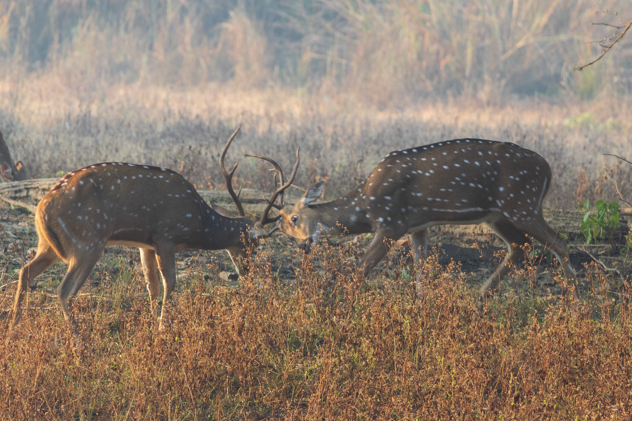 _india_18nov2023_kanha7.jpg