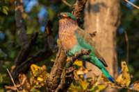 _india_18nov2023_kanha70_small.jpg