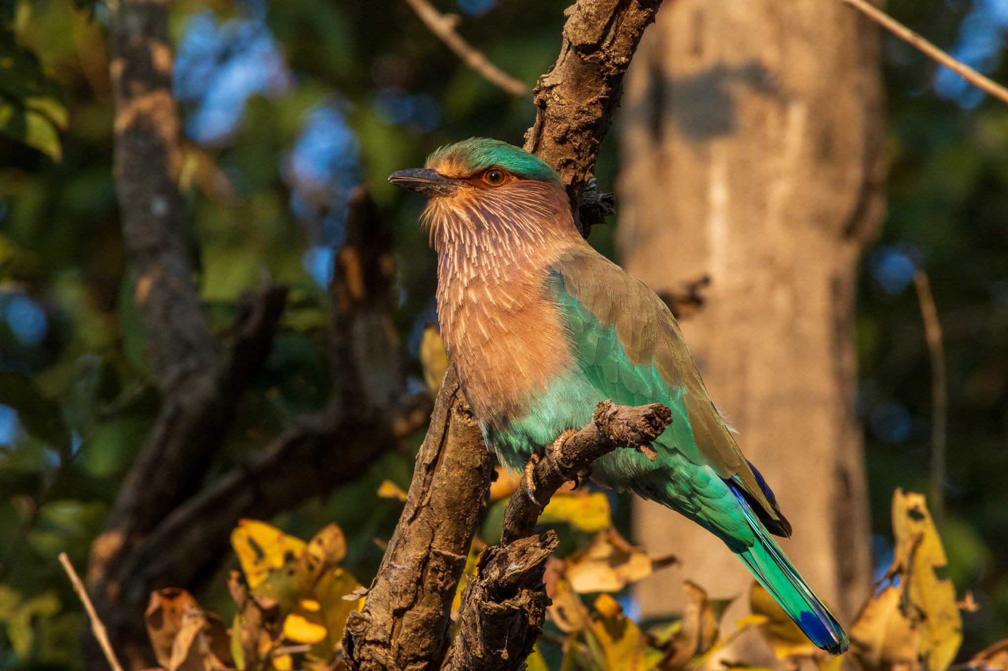 _india_18nov2023_kanha71.jpg