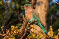 _india_18nov2023_kanha72_small.jpg