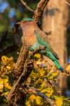 _india_18nov2023_kanha73_small.jpg