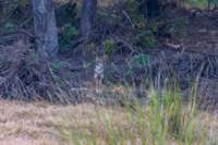 _india_18nov2023_kanha74_small.jpg