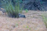 _india_18nov2023_kanha75_small.jpg
