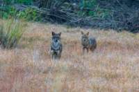 _india_18nov2023_kanha76_small.jpg