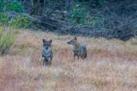 _india_18nov2023_kanha77_small.jpg