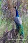 _india_18nov2023_kanha78_small.jpg