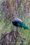 _india_18nov2023_kanha79_small.jpg