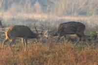 _india_18nov2023_kanha7_small.jpg