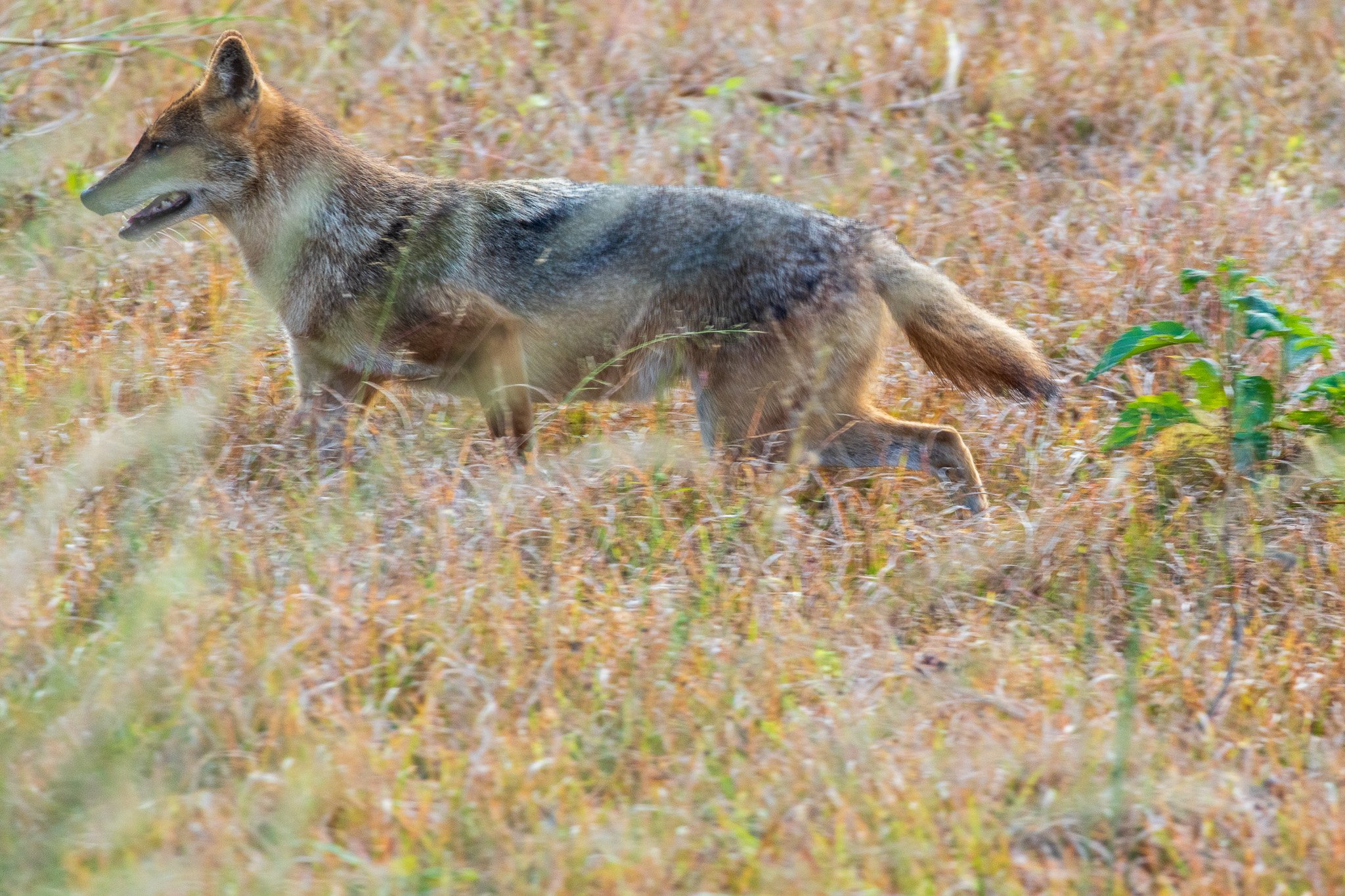 _india_18nov2023_kanha81.jpg