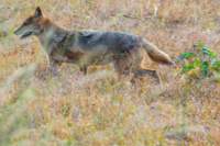 _india_18nov2023_kanha81_small.jpg
