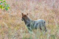 _india_18nov2023_kanha82_small.jpg