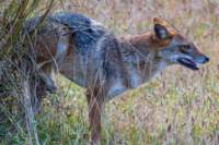 _india_18nov2023_kanha83_small.jpg
