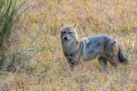 _india_18nov2023_kanha84_small.jpg