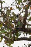 _india_18nov2023_kanha86_small.jpg