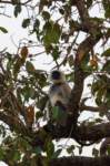 _india_18nov2023_kanha87_small.jpg