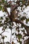 _india_18nov2023_kanha88_small.jpg