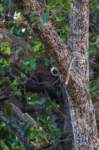 _india_18nov2023_kanha89_small.jpg