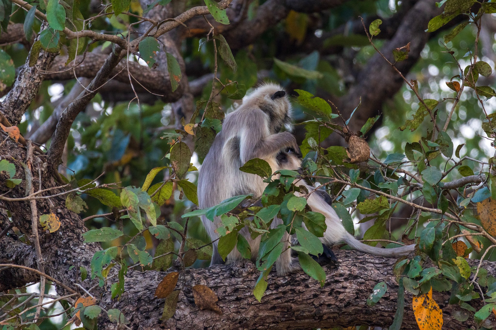_india_18nov2023_kanha90.jpg