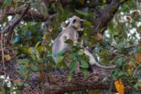 _india_18nov2023_kanha91_small.jpg
