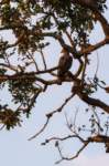 _india_18nov2023_kanha93_small.jpg