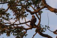 _india_18nov2023_kanha94_small.jpg