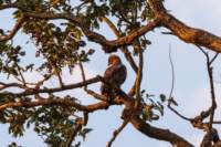 _india_18nov2023_kanha95_small.jpg