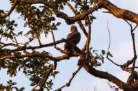 _india_18nov2023_kanha96_small.jpg