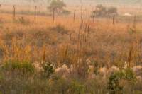 _india_18nov2023_kanha97_small.jpg