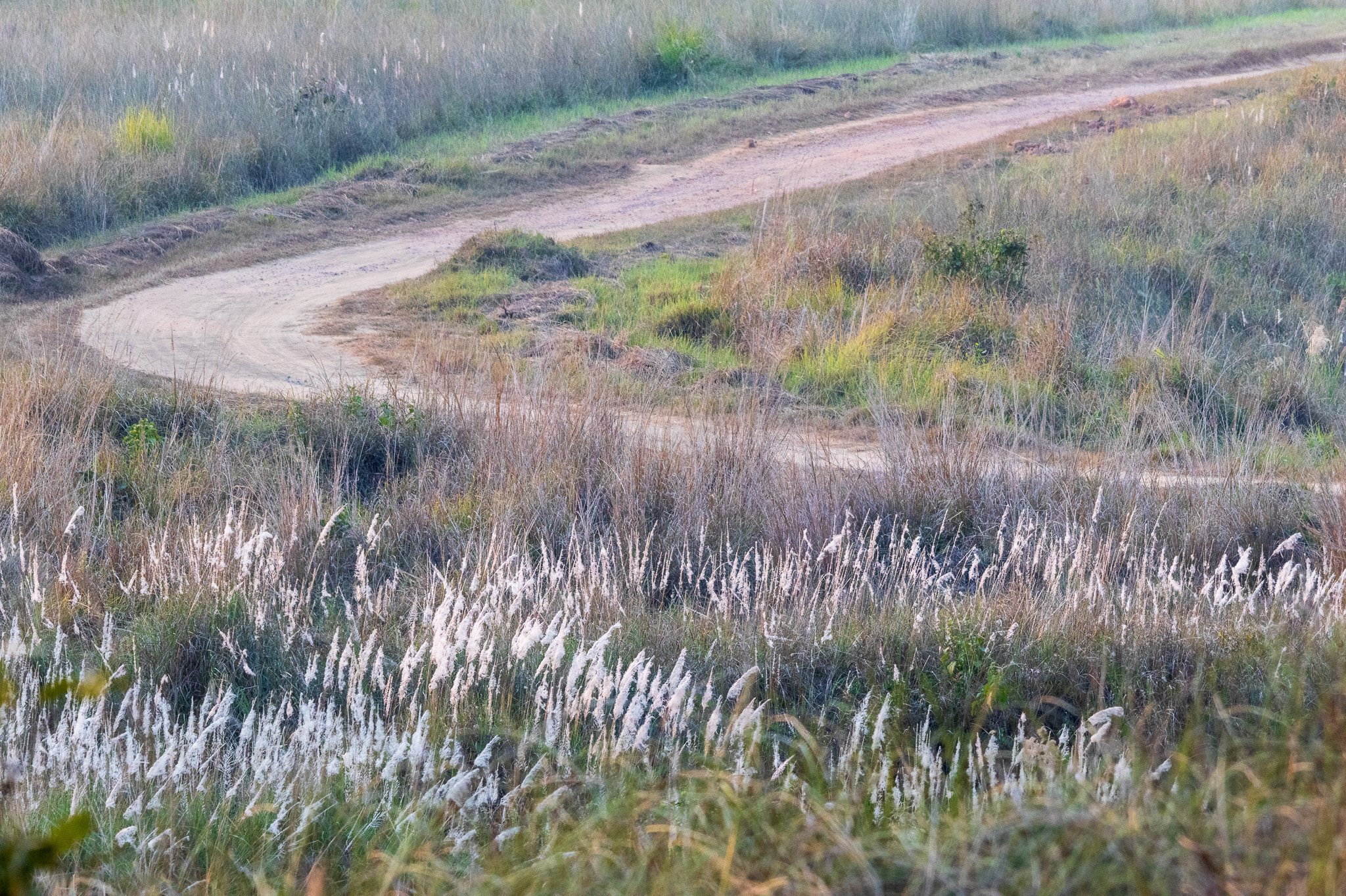 _india_18nov2023_kanha98.jpg