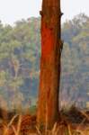 _india_18nov2023_kanha99_small.jpg