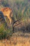 _india_18nov2023_kanha9_small.jpg